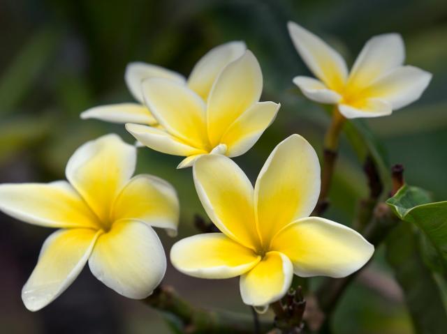 Yellow plumeria blooms