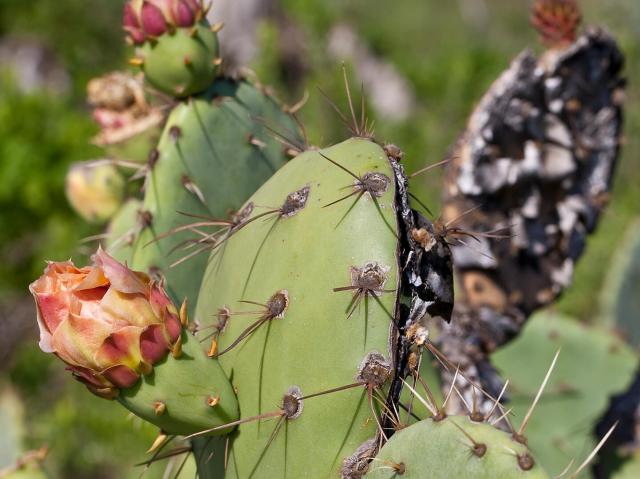 Prickly pear cactus with salmon-colored blooms