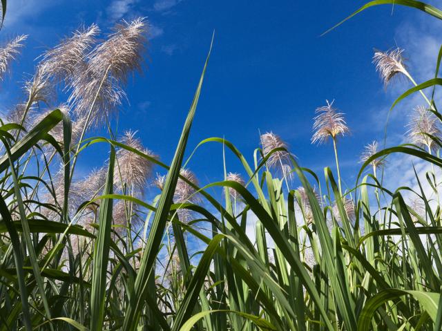 sugarcane field with blue skies