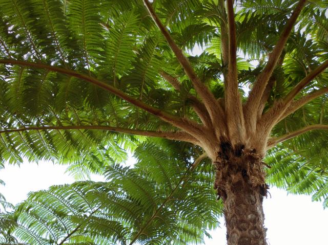 tree fern