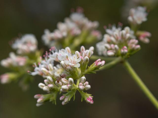 Close-up of a tiny ant crawling on a wild buckwheat's flowers.