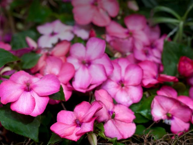 Pink impatiens blooms