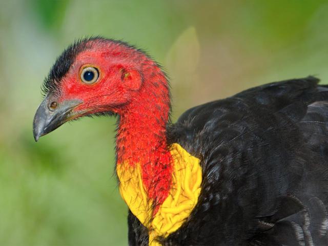 Australian brush-turkey