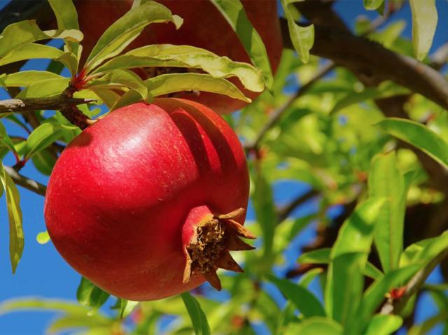 Large red pomegranate fruit growing on tree