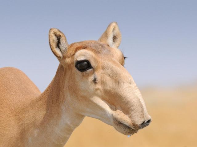 Female saiga