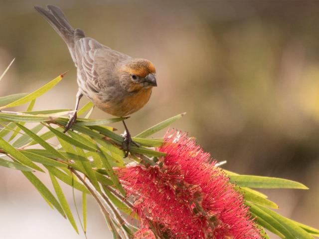 Finch sitting on a bottlebrush branch