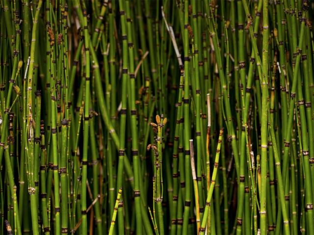 A dense growth of horsetail reed
