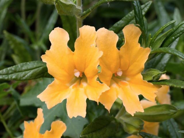 Diplacus aurantiacus, Sierra monkeyflower