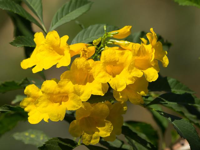 Tecoma stans blooms 