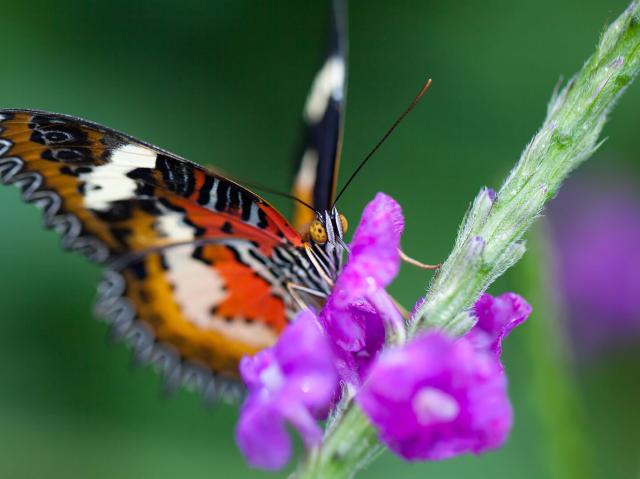 Leopard Lacewing (Cethosia Cyane) feeding on Blue Porterweed with purple flowers.