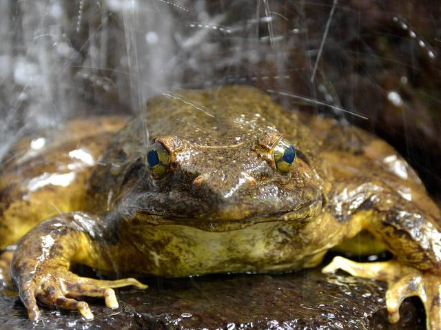 The goliath frog is normally found in and near fast-flowing rivers with sandy bottoms in the Middle African countries of Cameroon and Equatorial Guinea.