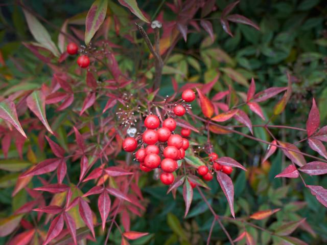 Closeup of heavenly bamboo plant's red berries.