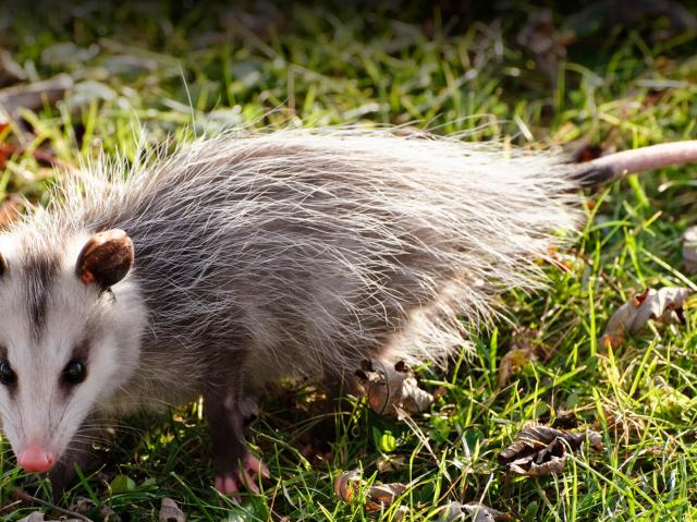 Opposum walking on green grass that is covered with fallen Autumn leaves.