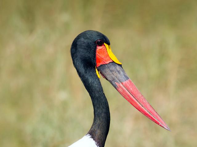 Saddlebill stork