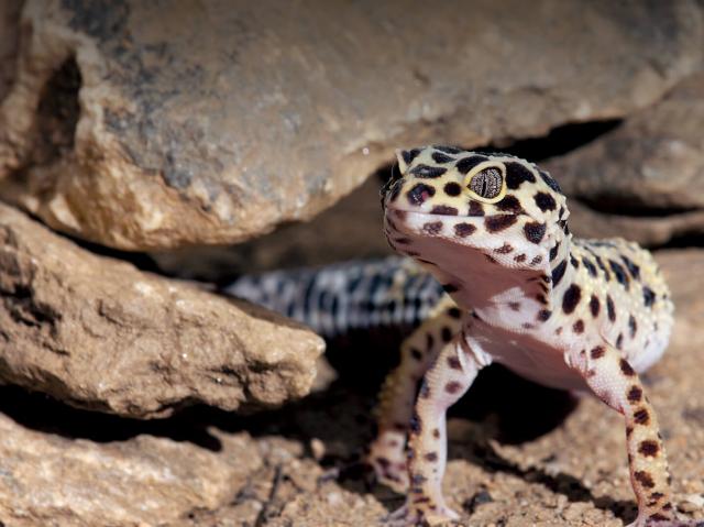 Leopard gecko emerging from rocks.