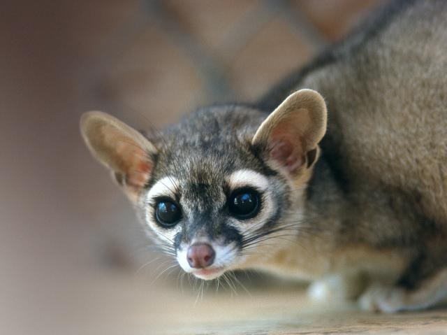 Ringtail crouching.