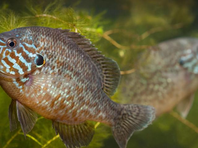 A pair of pumpkinseed sunfish under water.