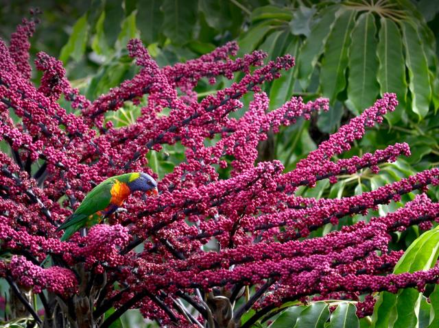 Lorikeet sitting on a flowering Queensland umbrella tree.