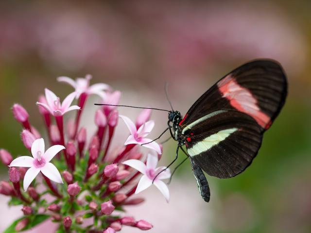 Butterfly sitting on a cluster of pink pentas flowers.