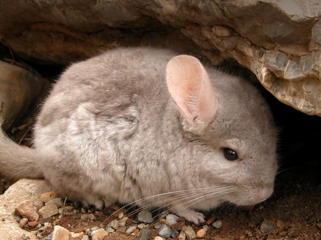 Wild short-tailed chinchilla
