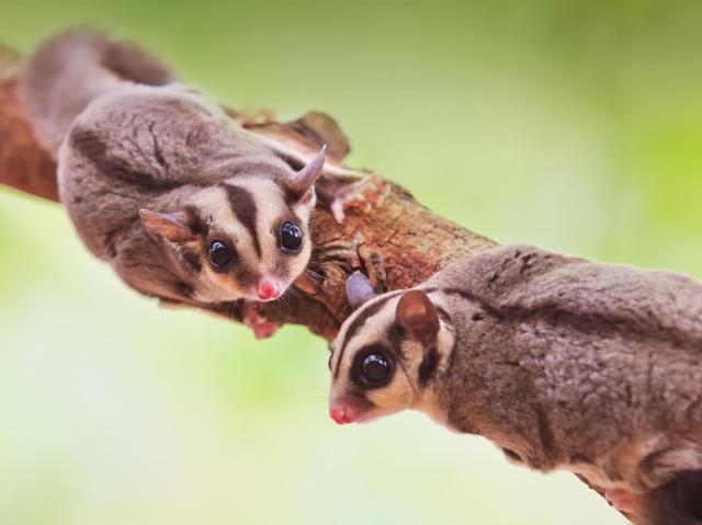 A pair of sugar gliders on a tree branch.