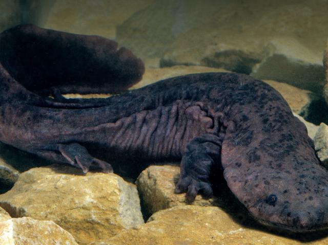 Chinese giant salamander in China.