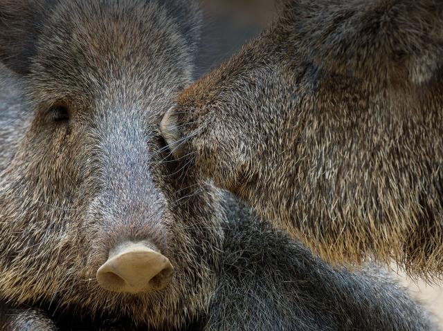 A pair of peccaries.