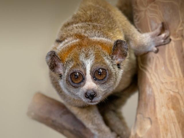 Pygmy slow loris