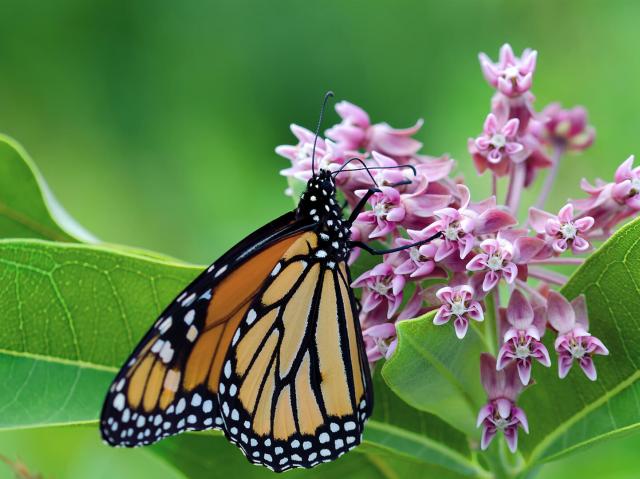 Monarch butterfly drinking nectar from milkweed flowers.