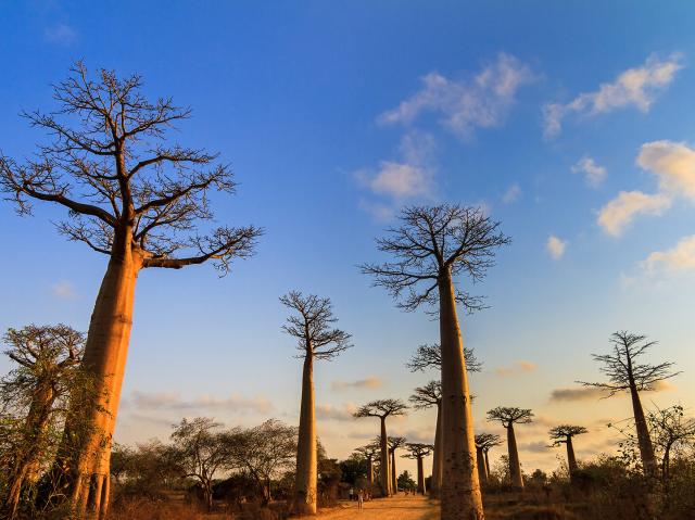 Madagascar Baobab Alley