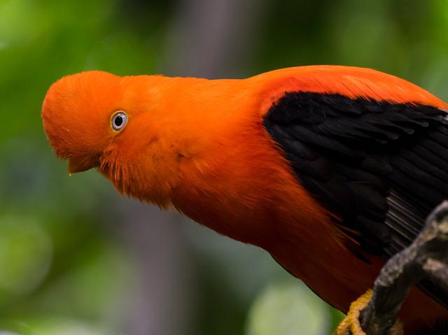 Male cock-of-the-rock