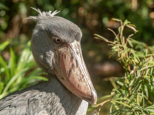 Shoebill