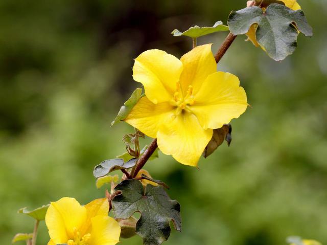 California flannelbush