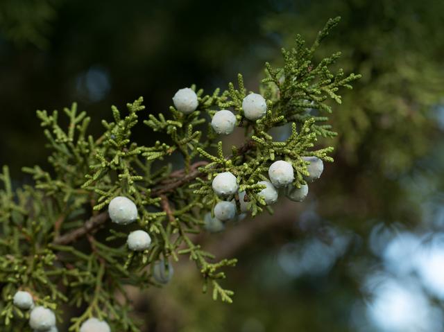 California Juniper berries.