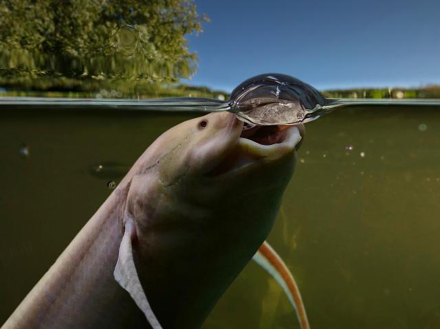 West African lungfish