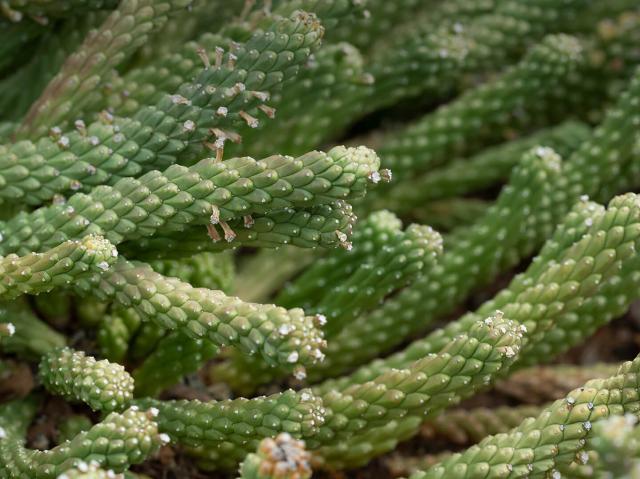 Medusa's Head Euphorbia
