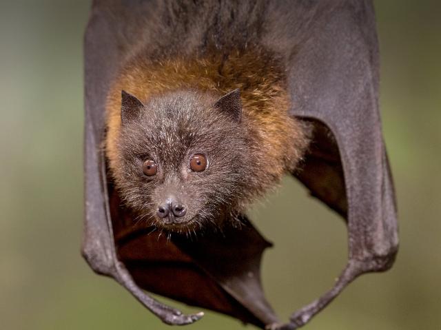 Rodrigues Flying Fox