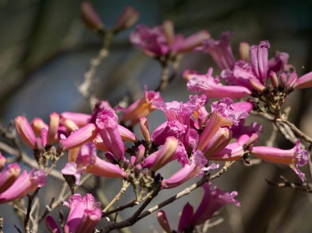 Pink trumpet tree blooms.