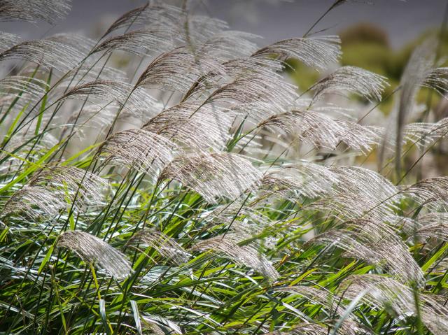 Chinese silver grass