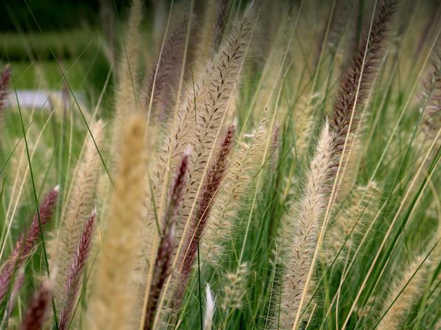 Poaceae grass flowers