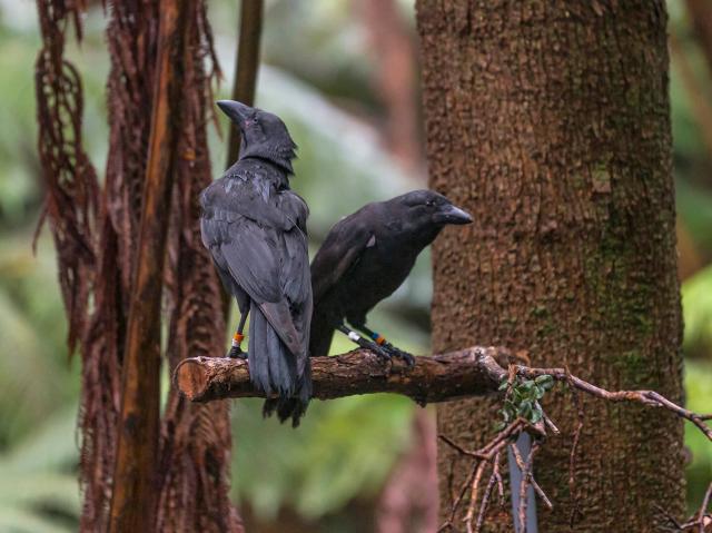 Two 'alala birds stand on a branch in a tropical forrest. 