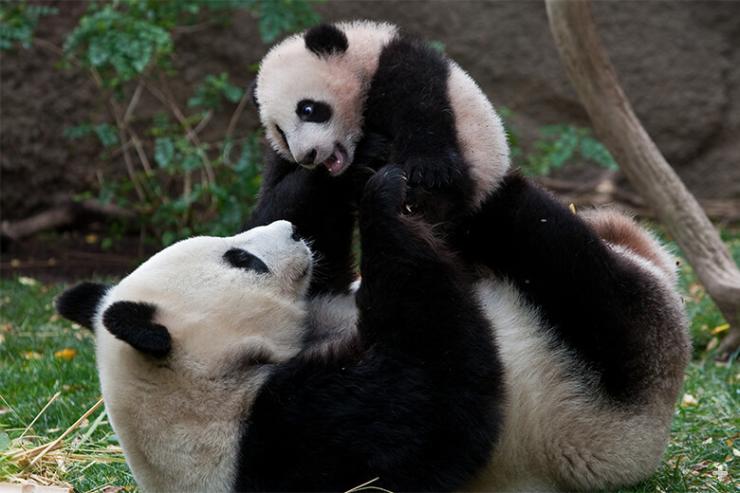 Mature female giant pandas in the wild usually breed just once every two or three years and typically bear about five litters in their lifetime.
