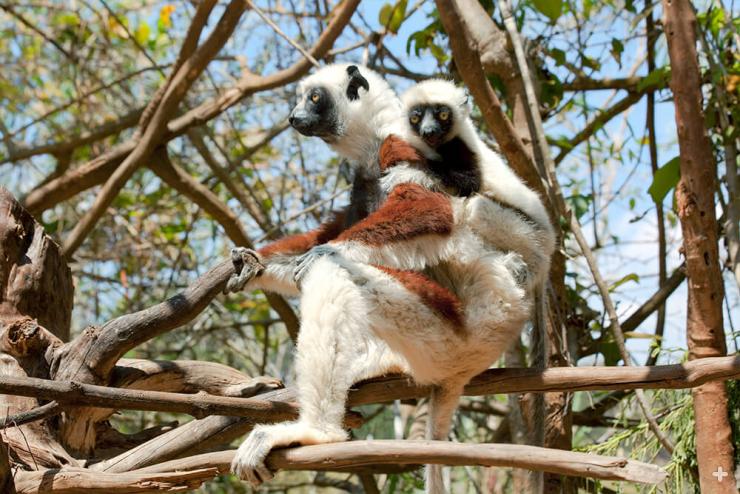 Until they are about four months old, Coquerel's sifaka young ride on their mother's back, or on the back of another other group member, as they travel to find food.