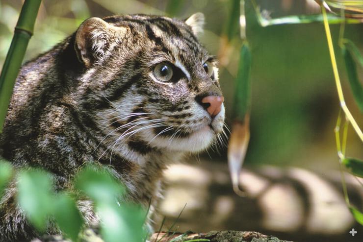 If you think fishing cats look cute and cuddly, think again—these small cats can be very aggressive.