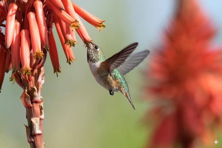 A rufous hummingburd sips nectar from the tubular bloom of an aloe.