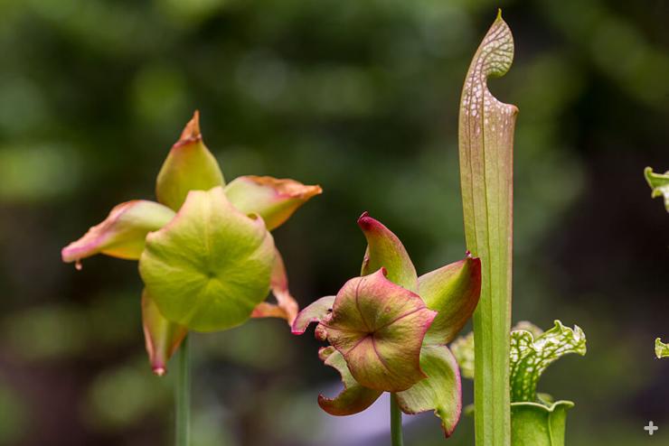 American pitcher plant flowers