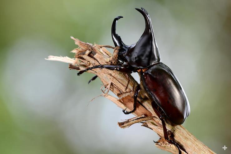 Atlas beetles of southern Asia are large and very strong. Even the larvae is fierce, capable of biting when touched.