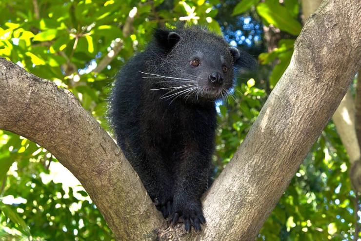 Binturongs are at home in the trees.