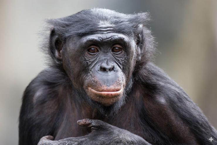 Bonobos are identifiable by their “hair” neatly parted down the middle of their head