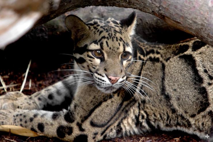 The clouded leopard's enormous paws can wrap around a tree.